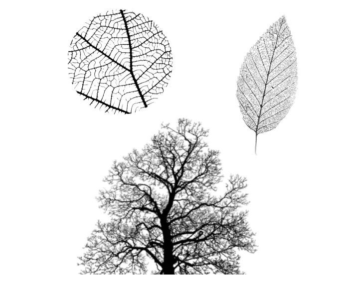 A pen-and-ink illustration from Jonathan's book: a close-up of leaf veins, a single leaf, and a bare tree, showing the same branching pattern at every scale