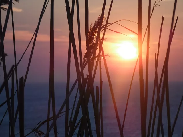 Des roseaux se découpant sur le soleil couchant au-dessus de la mer
