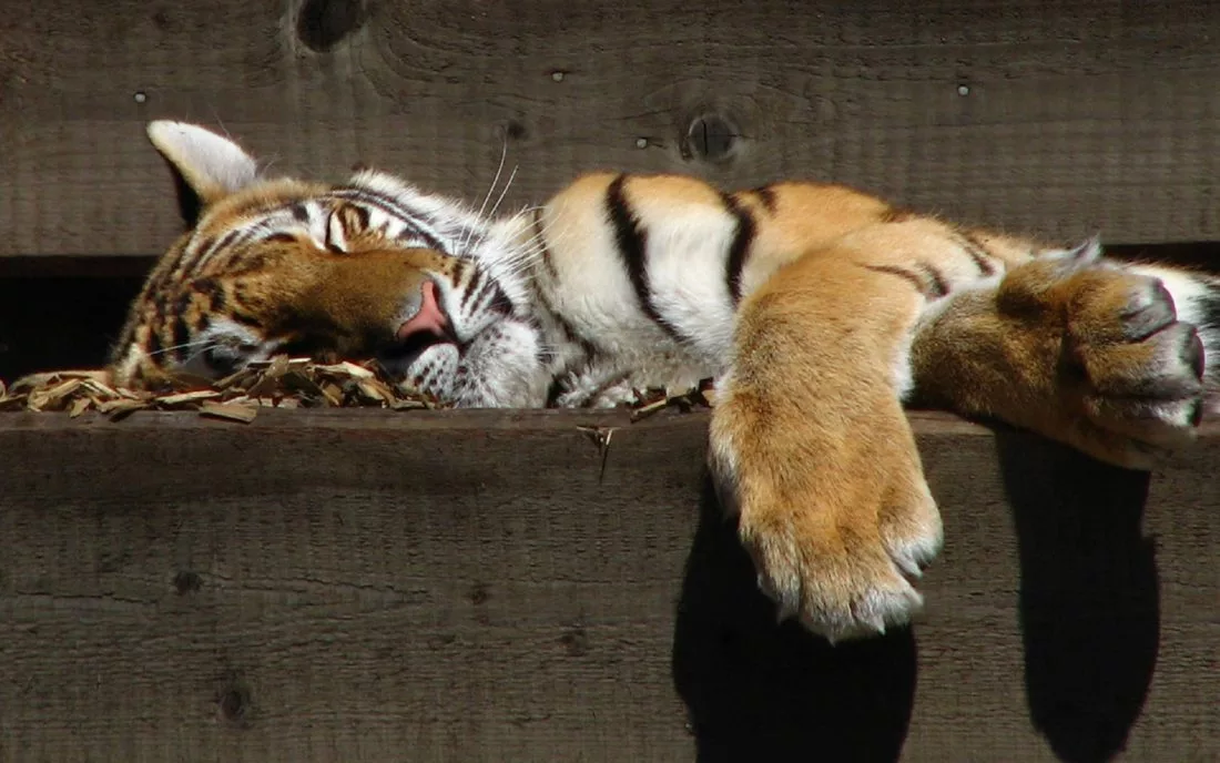 Un tigre endormi sur une planche de bois, une patte pendant dans le vide